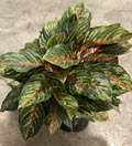 8" Aglaonema Rubi